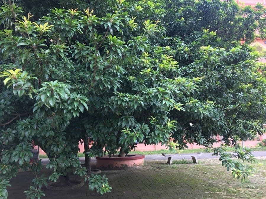 Sapodilla 13