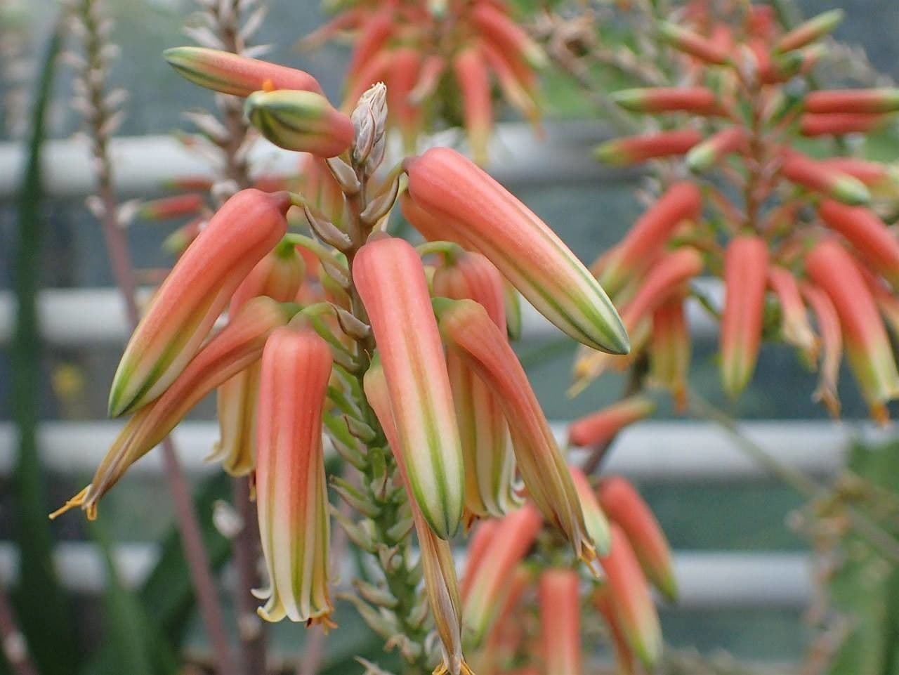 Aloe