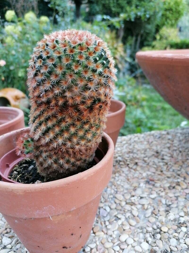 Warzenkaktus 7