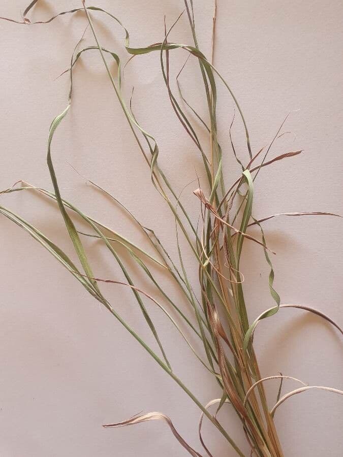Hyparrhenia 8