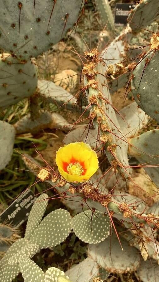 Opuntia macrocentra 7