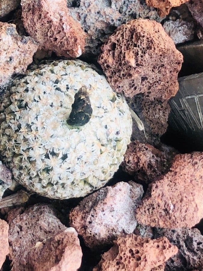 Turbinicarpus