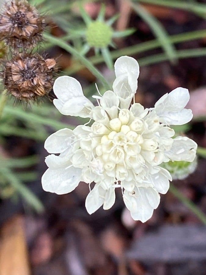 Ockergelber Witwenblumen 8
