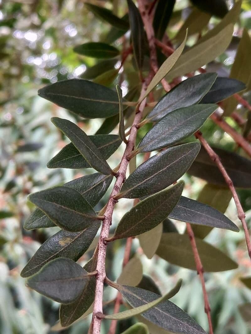 Metrosideros robusta 8