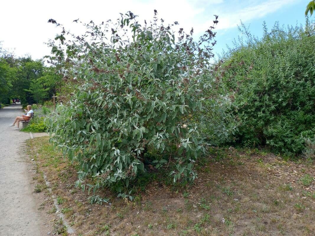 Albero delle farfalle 5
