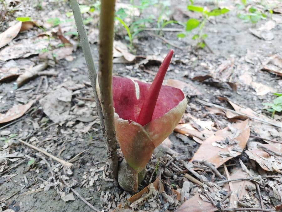 Typhonium 4