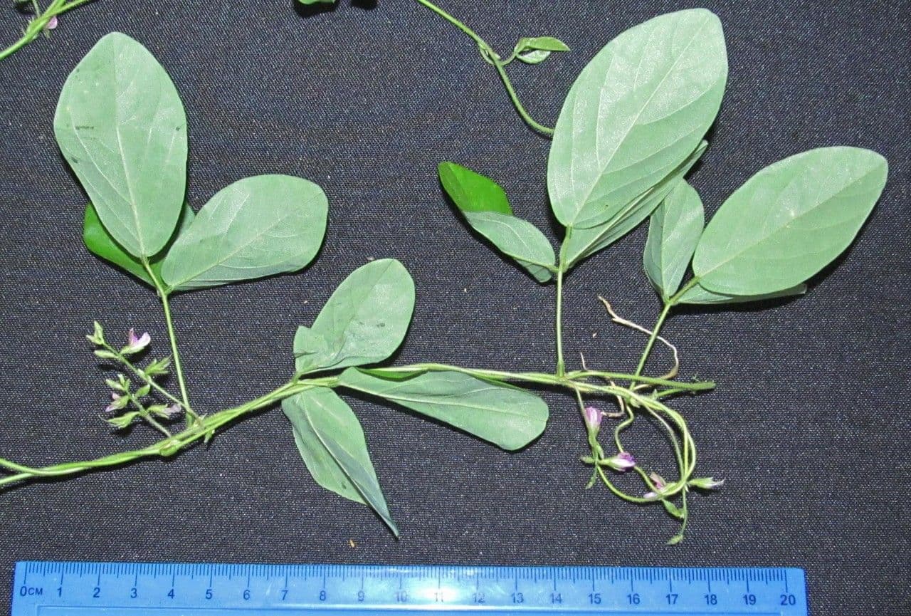 Galactia striata 15