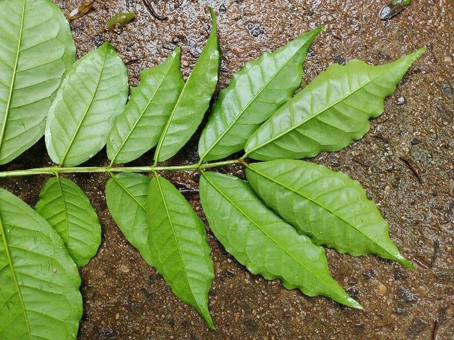 Guayaba 8