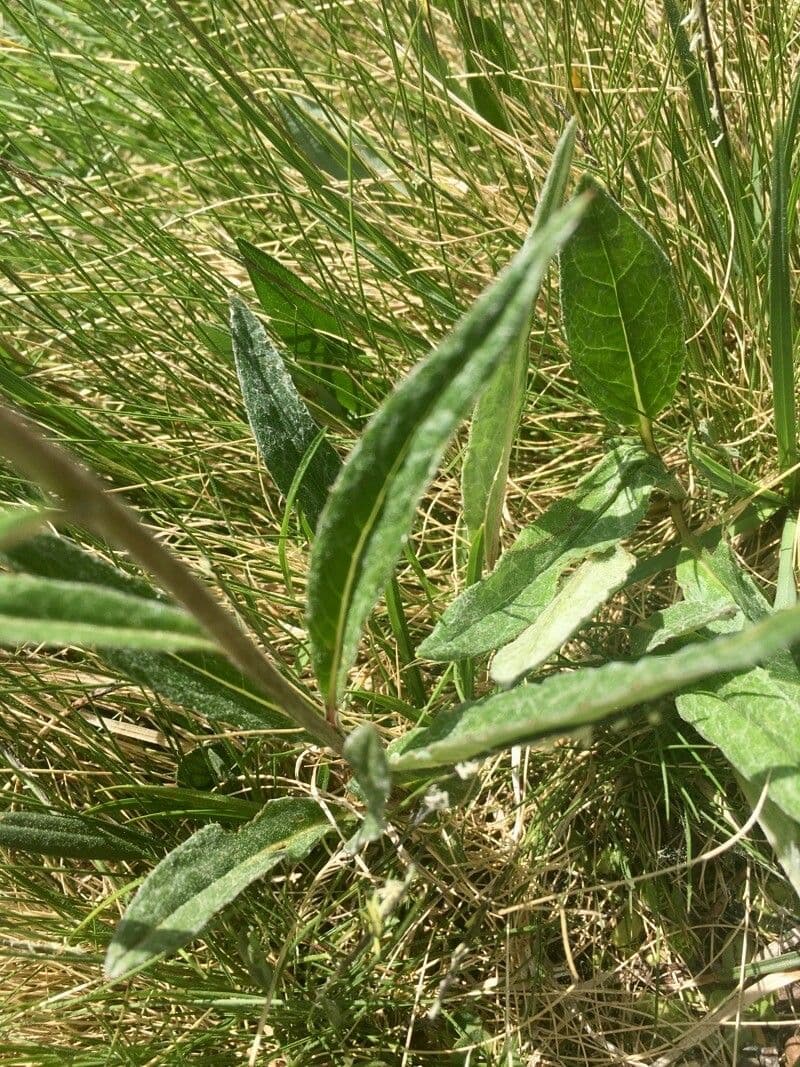 Saussurea 18