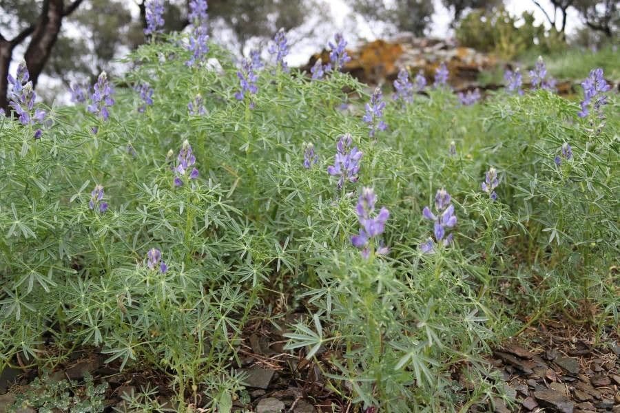 Schmalblättrige Lupine 12
