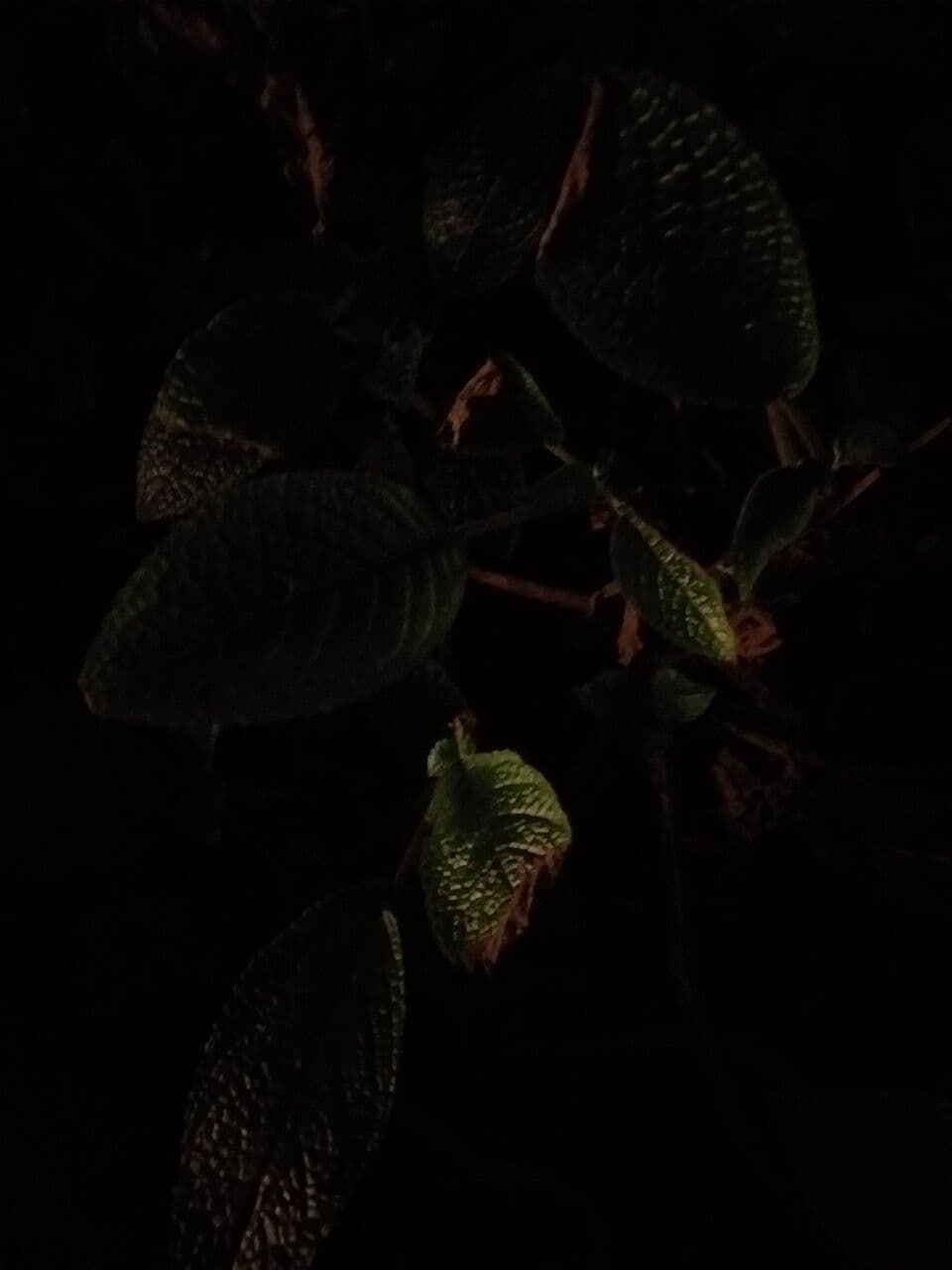 Begonia 7