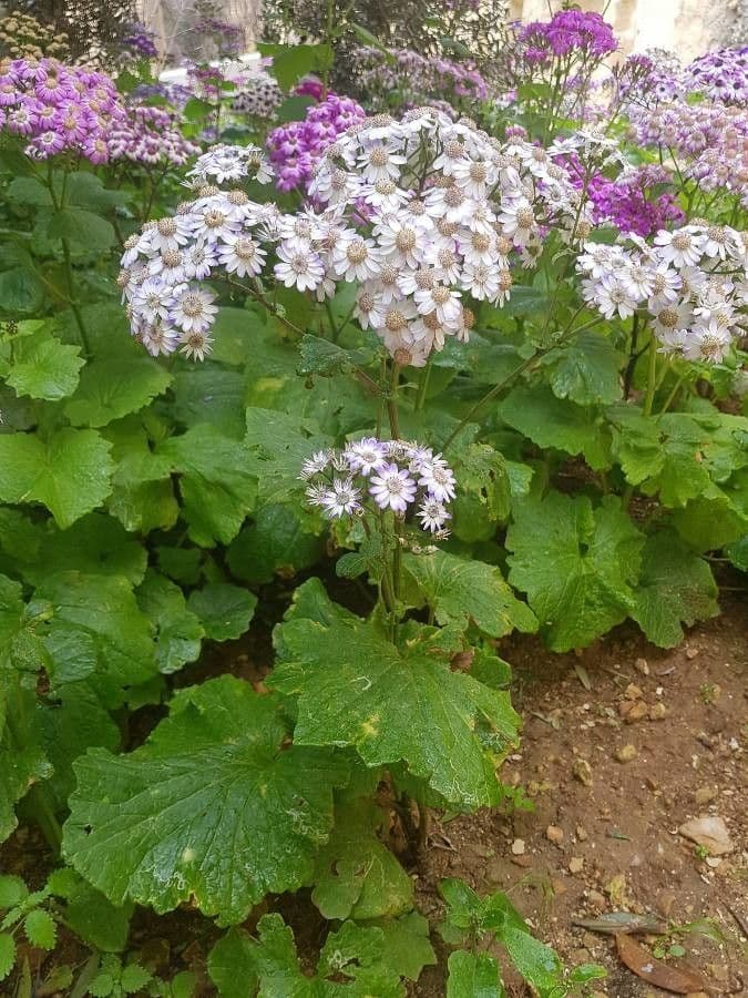 Steetz's Pericallis 7