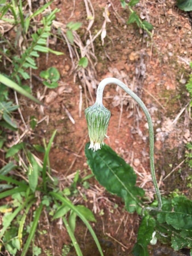 Chaptalia texana 6