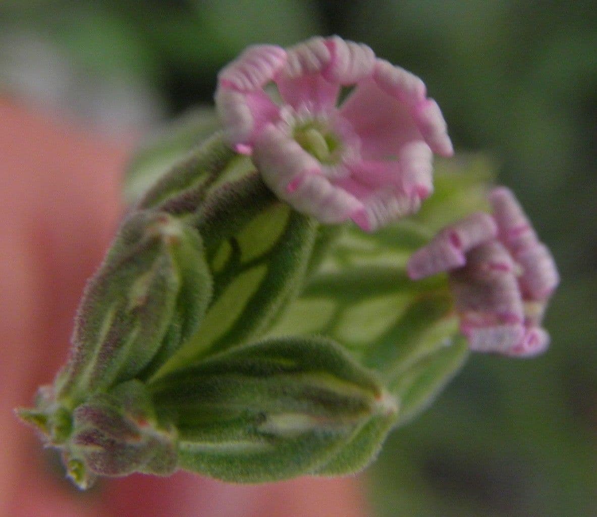 Silene apetala 5