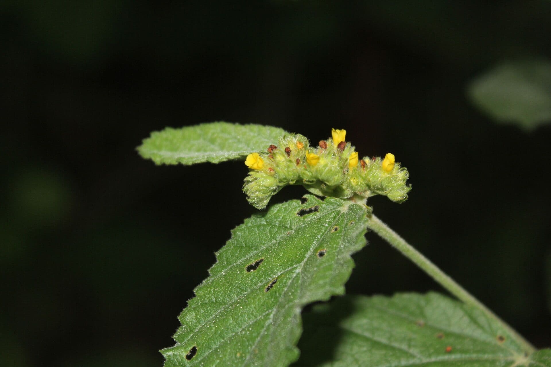 Waltheria 2