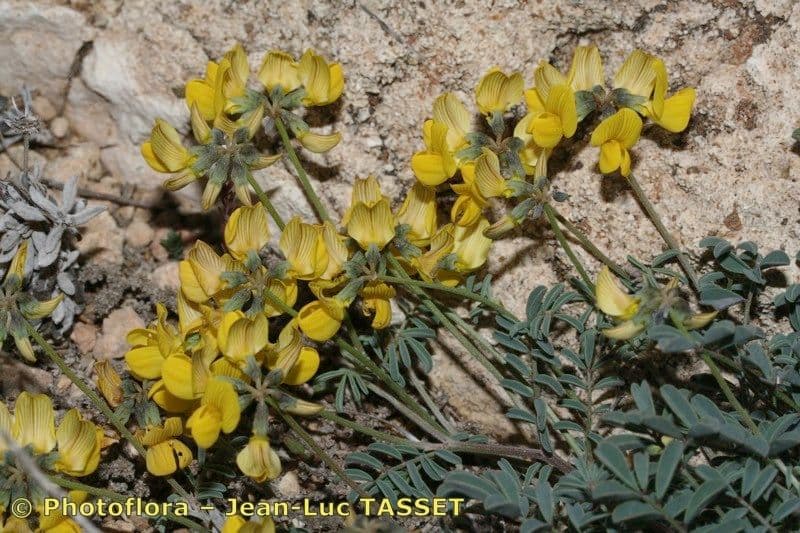 Hippocrepis 3