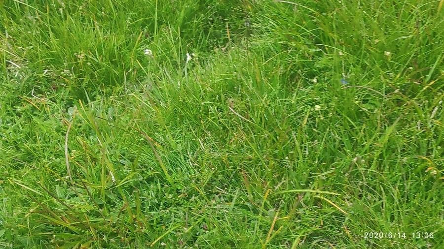 Festuca gautieri 7