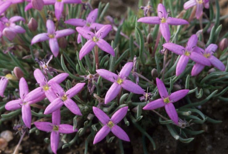 Houstonia rossa 4