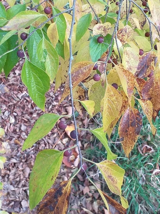 Celtis sinensis 14