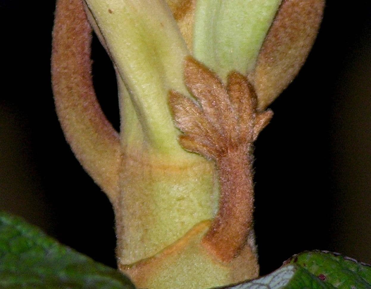 Sterculia 15