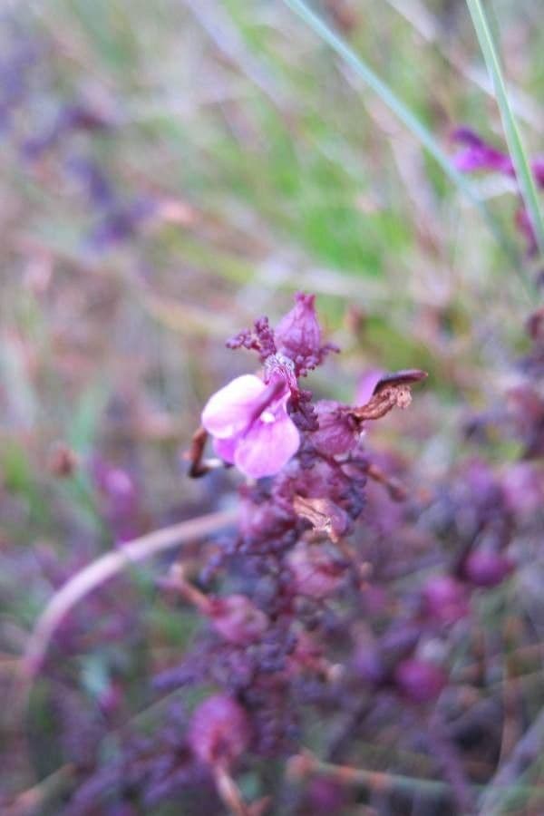 Pedicolare palude 7