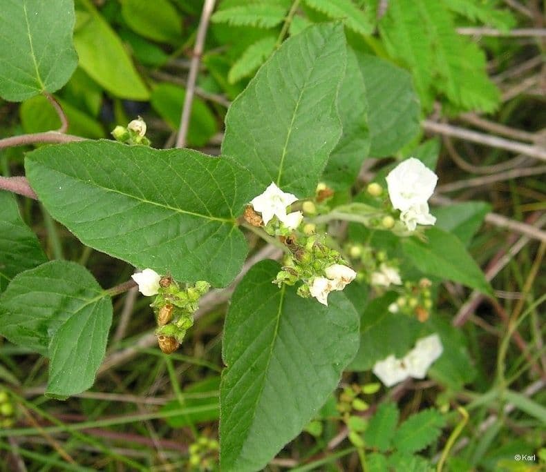 Jacquemontia paniculata 7