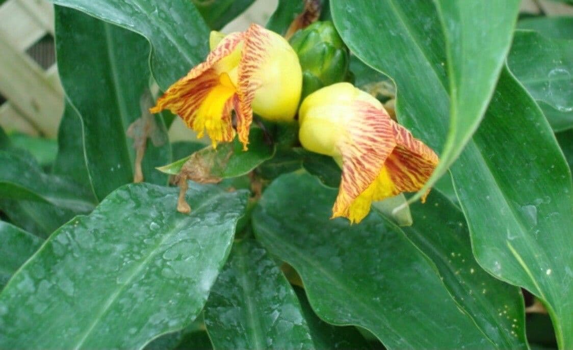 Costus