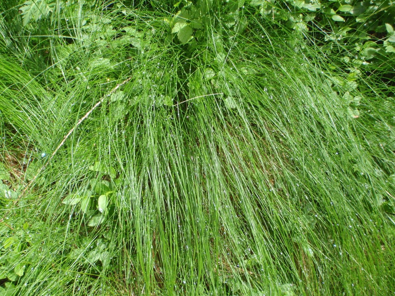 Festuca flavescens 10