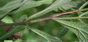 Isocarpha 12