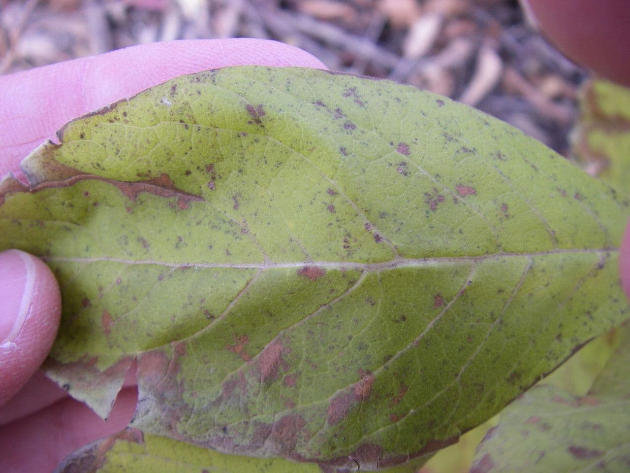 Triosteum perfoliatum 11