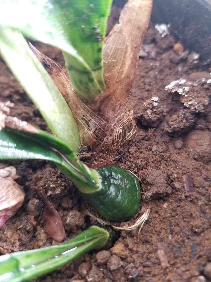 Orchidea monaca 29