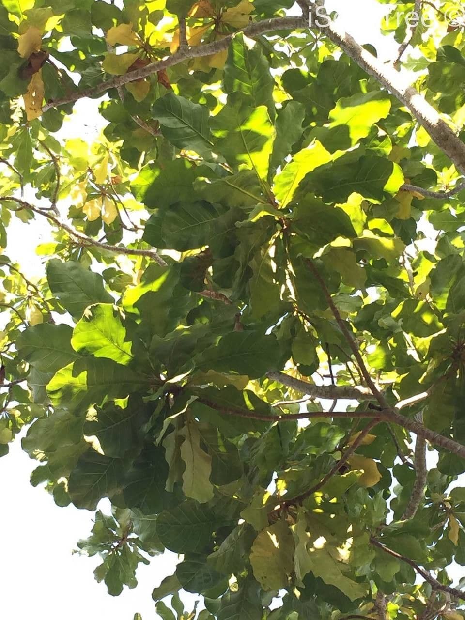 Forest big-leaf 13