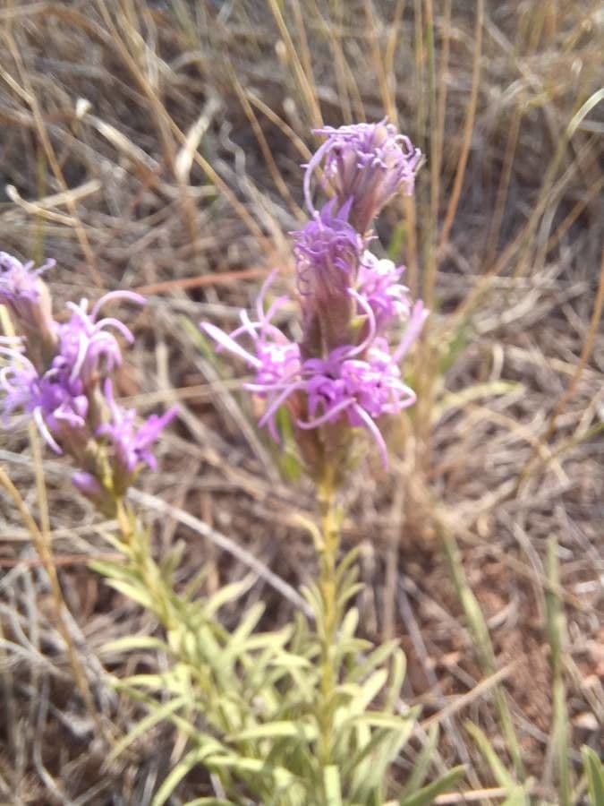 Liatris punctata 4