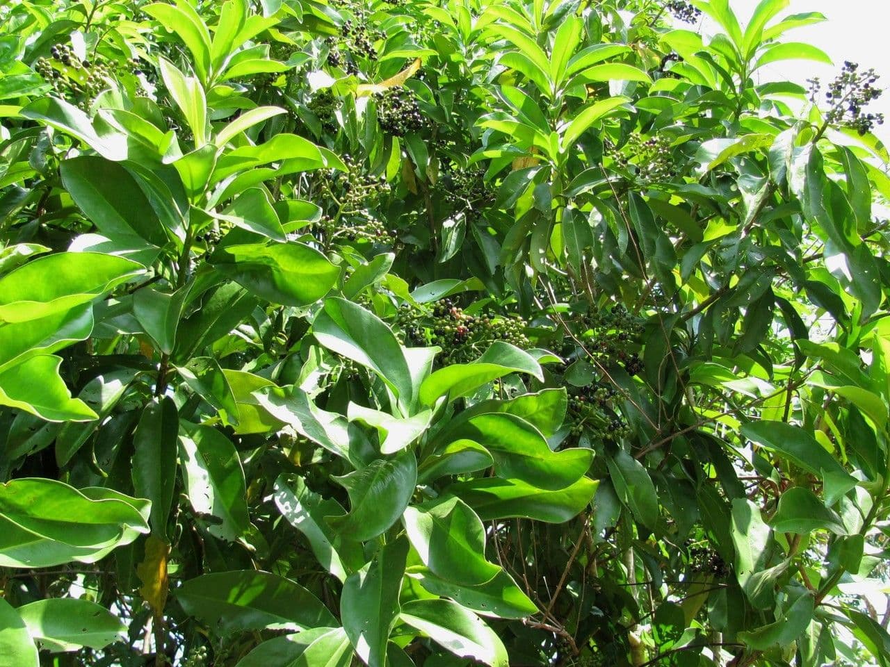 Ardisia révolutée 12
