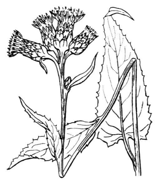 Saussurea discolor 25