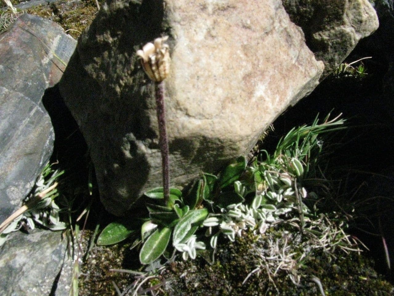 Silene 2