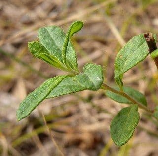 Paronychia fastigiata 3