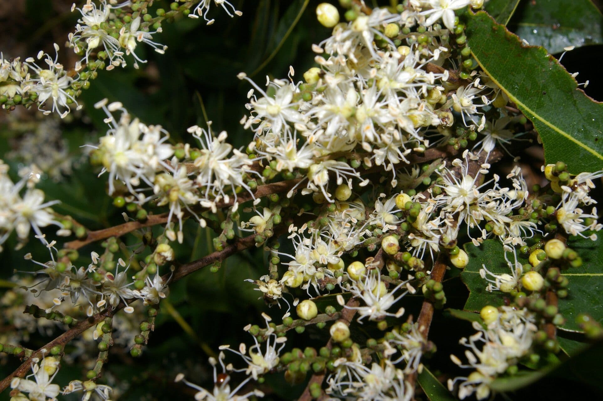 Copaiba 2