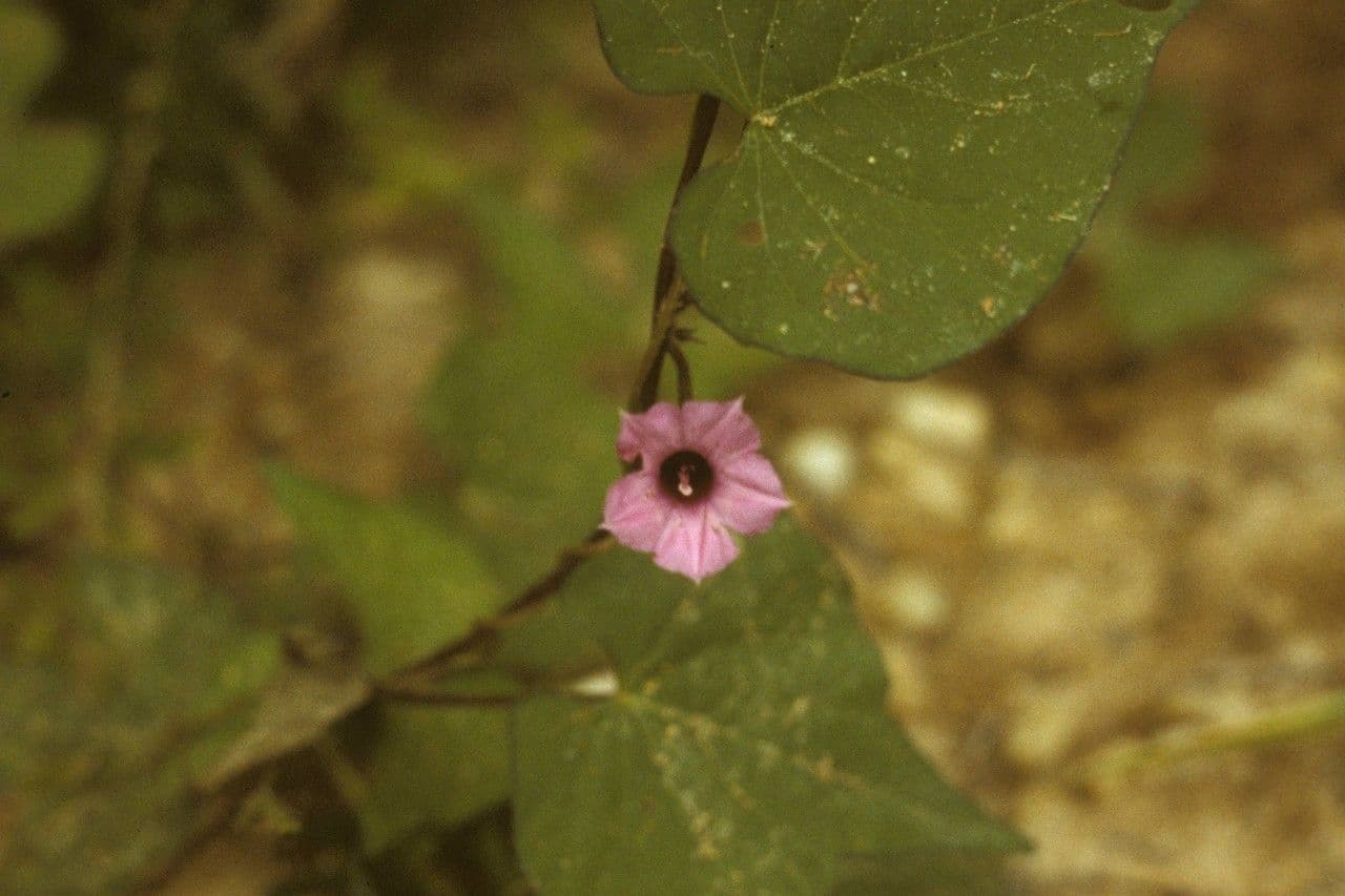 Ipomoea lacunosa 20