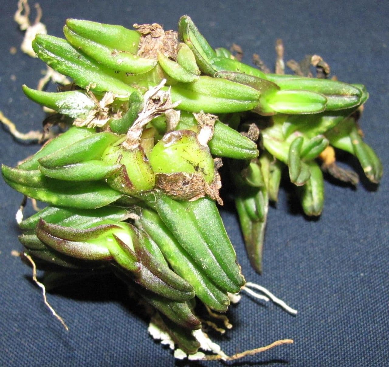 Epidendrum 2