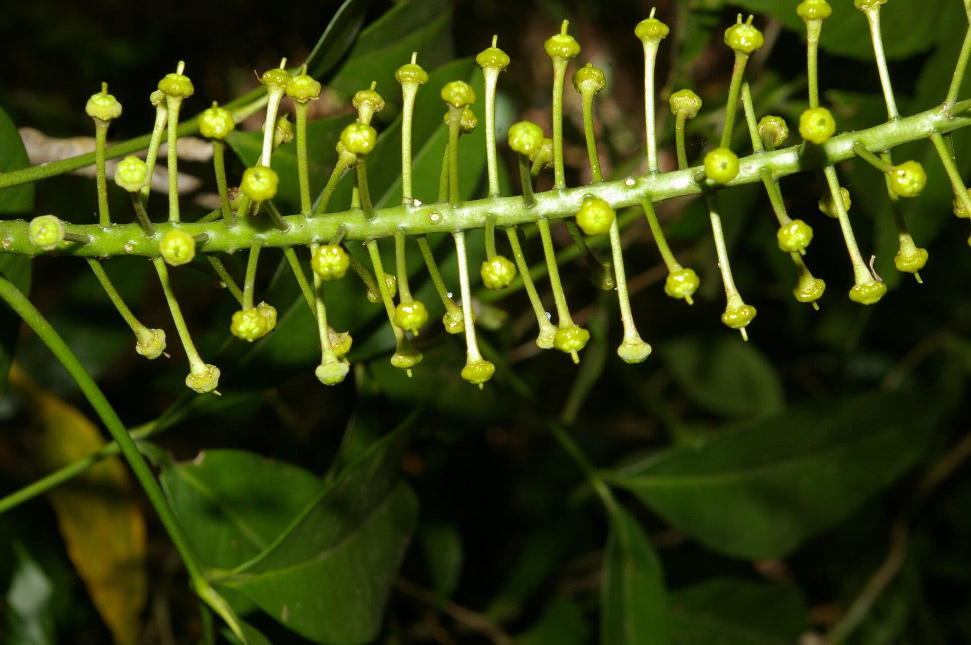 Aceitillo 2