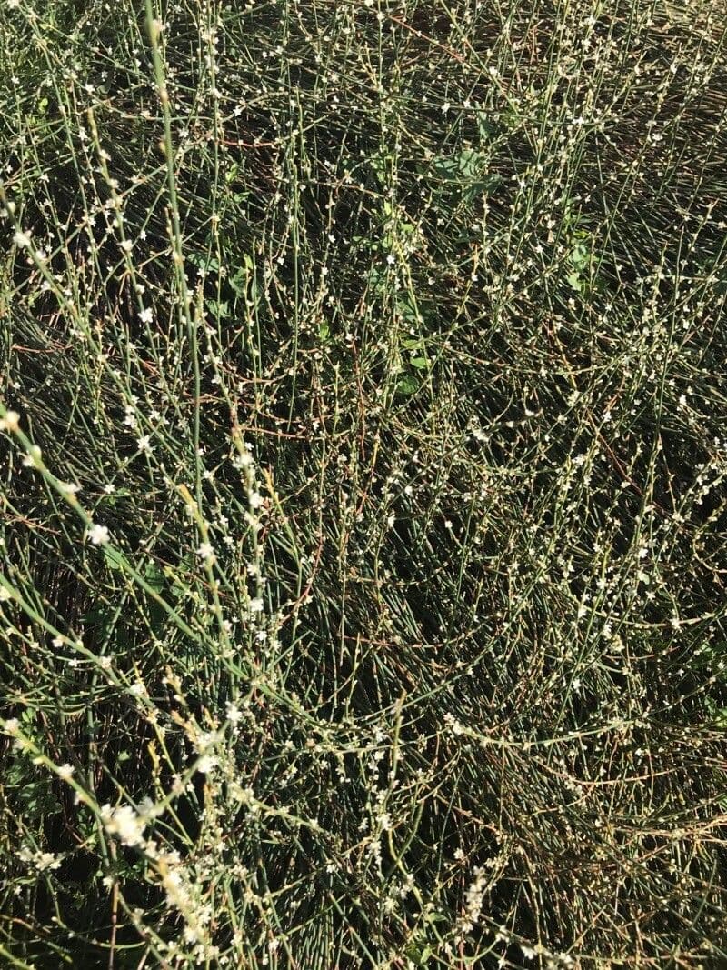Polygonum