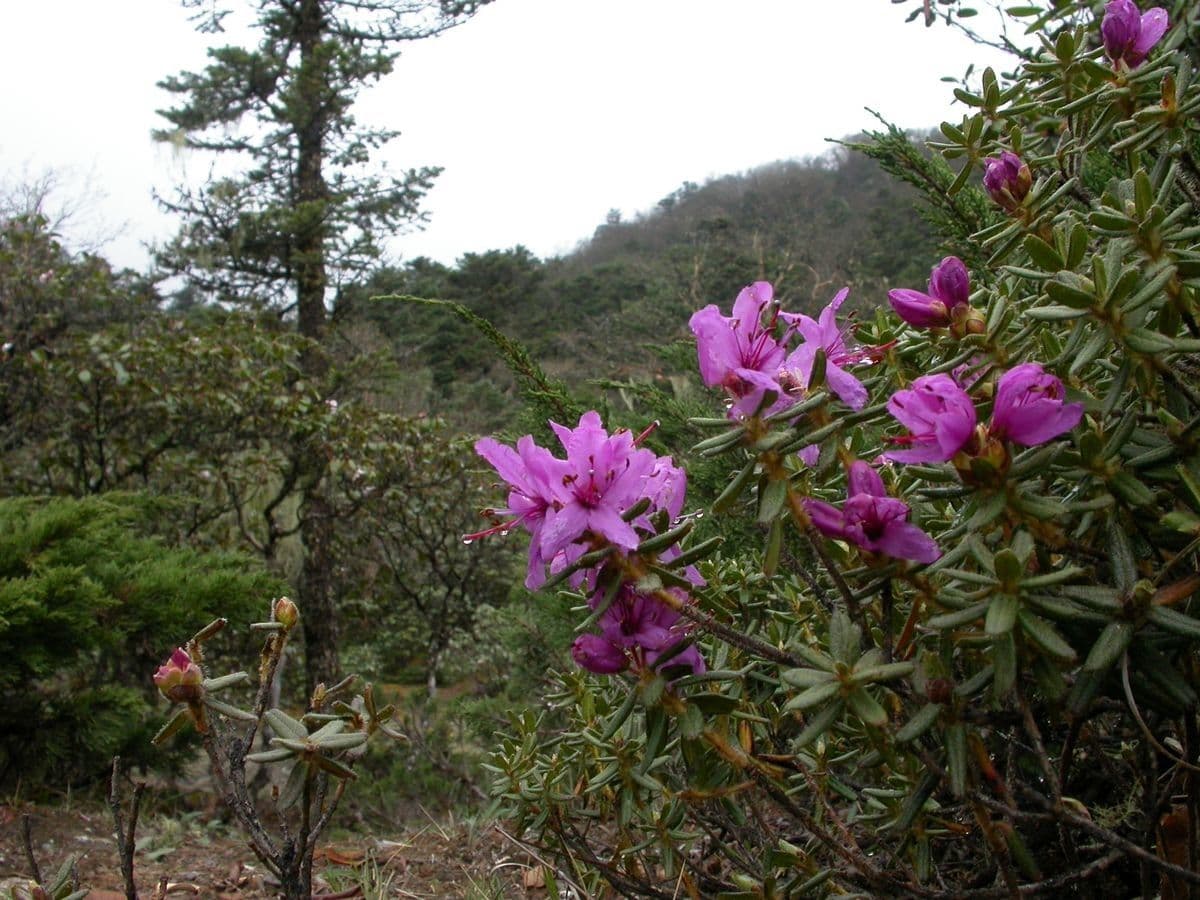 Rododendro setoso 7