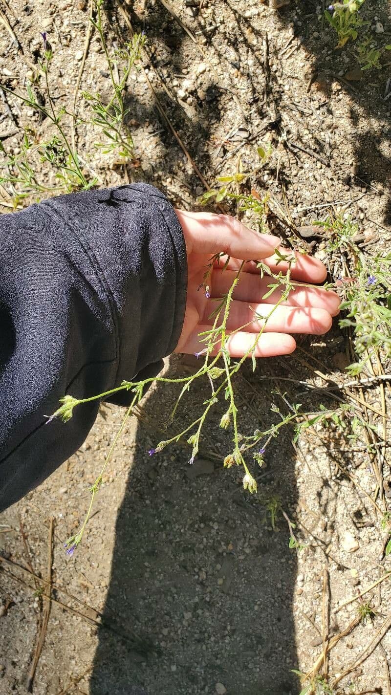Achillea-Gilie 12