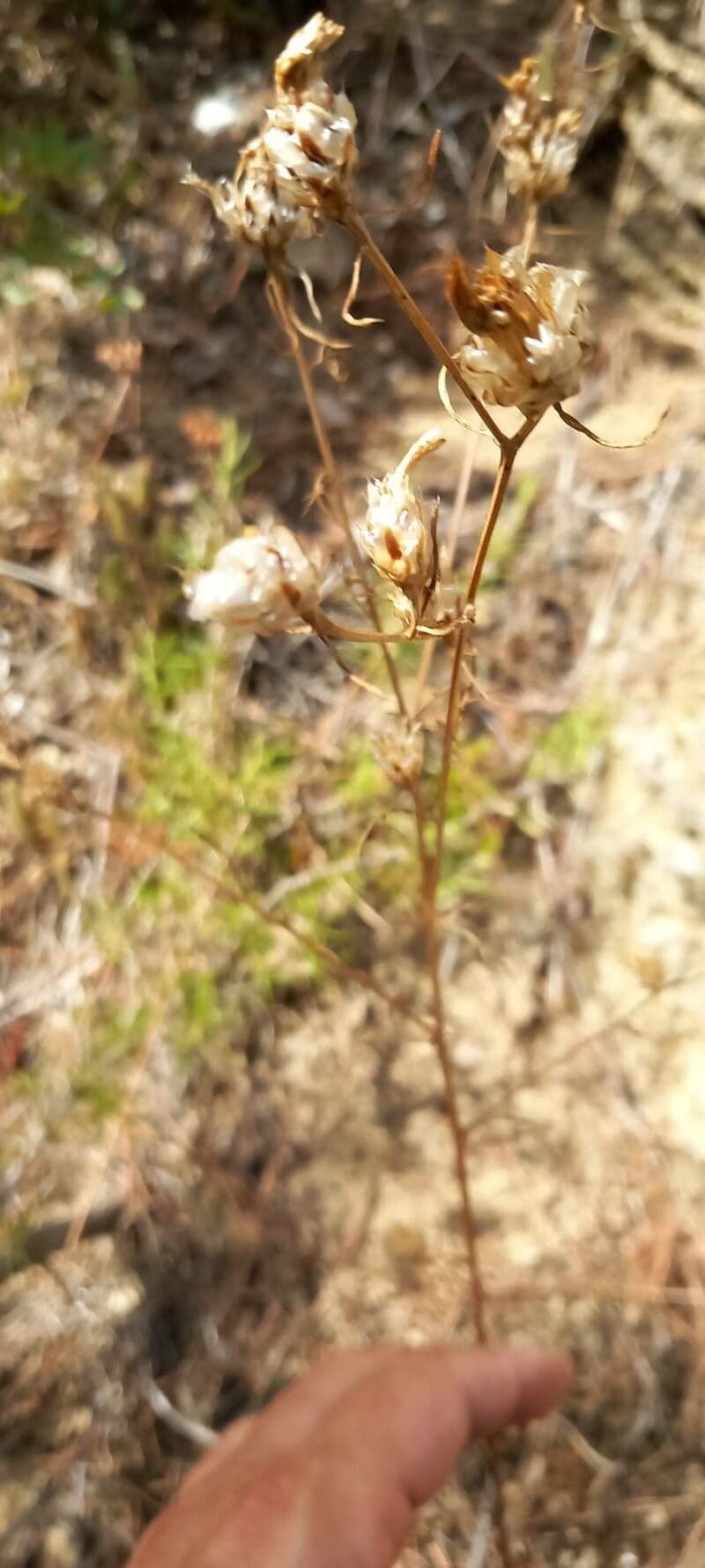 Gilia