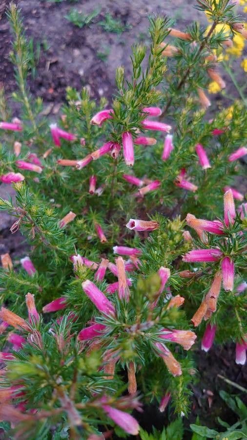Erica discolor 3
