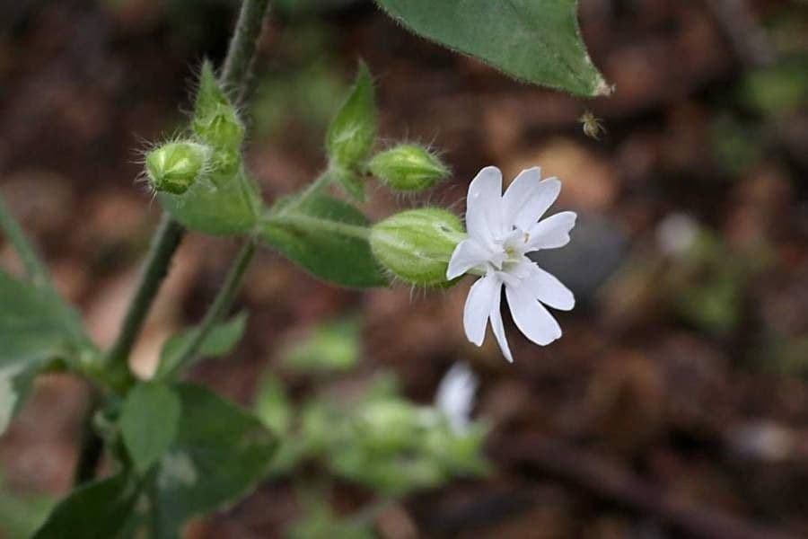 Schmierblume