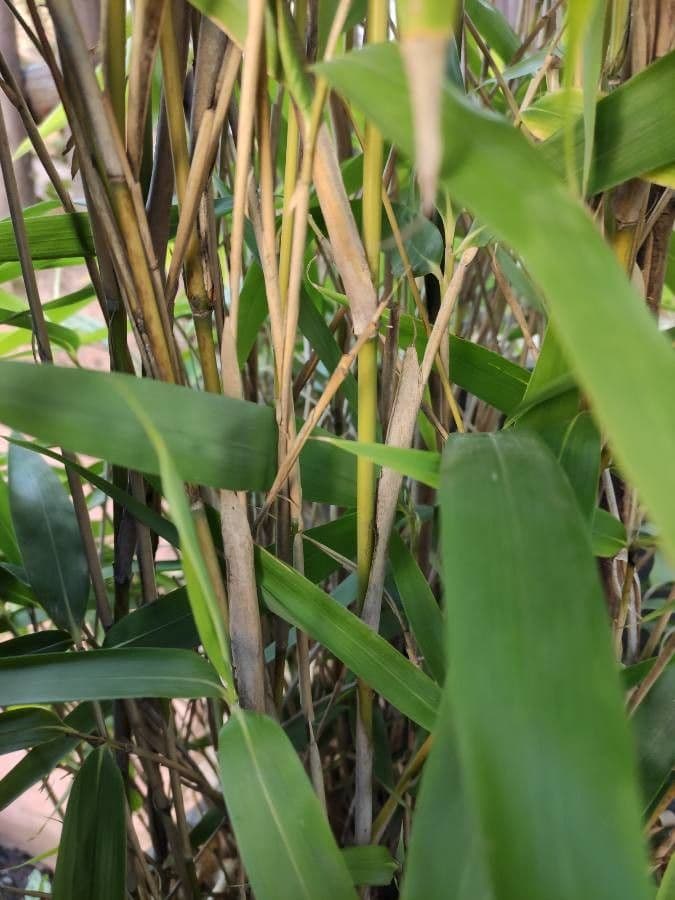 Indocalamus 7