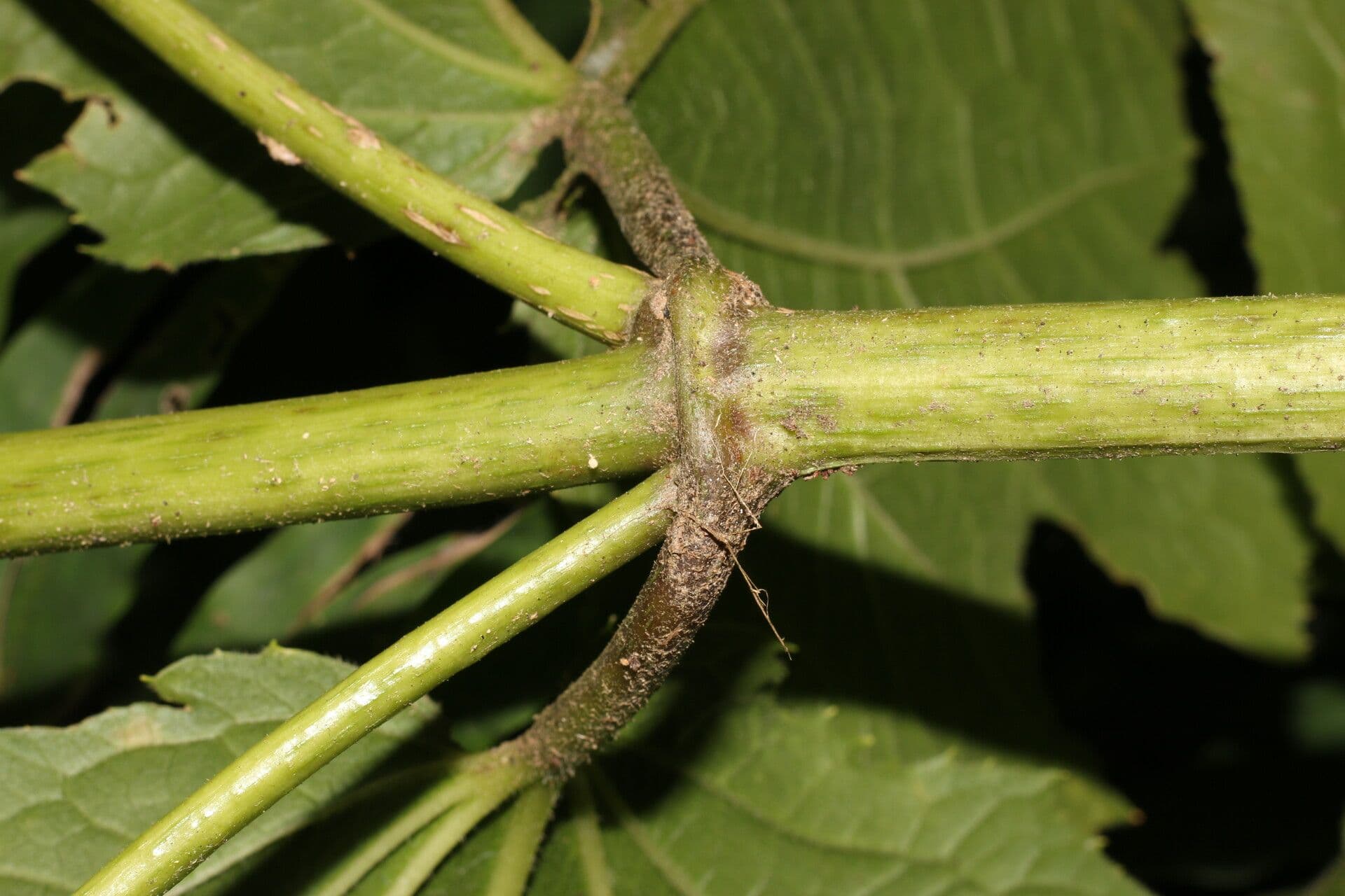 Eupatoriastrum 9
