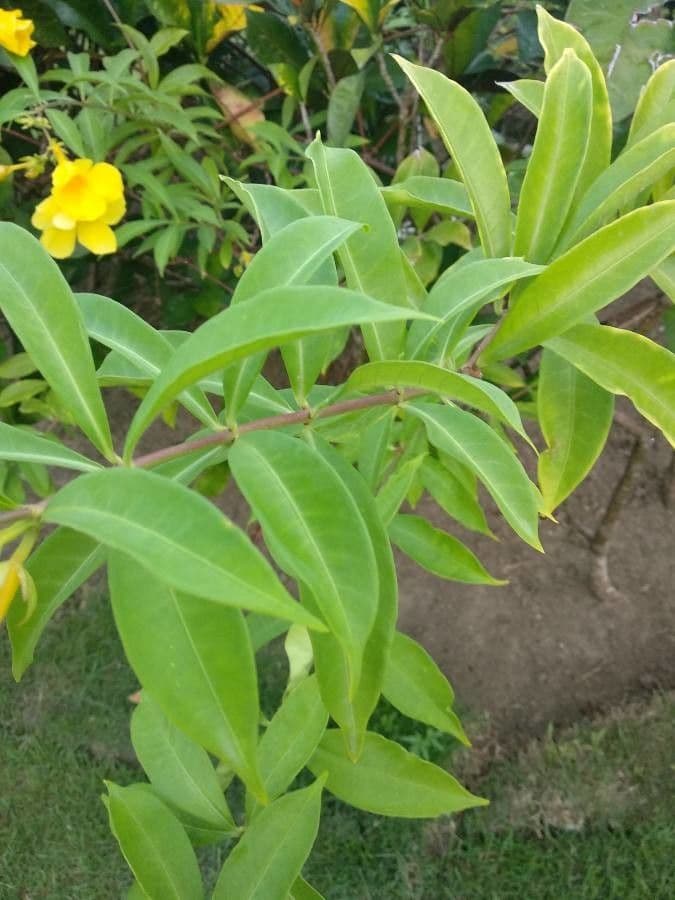 Allamanda 17